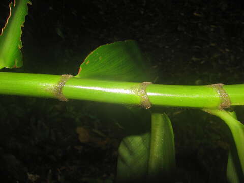 Image of Costus laevis Ruiz & Pav.