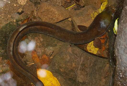 صورة Anguilla megastoma Kaup 1856