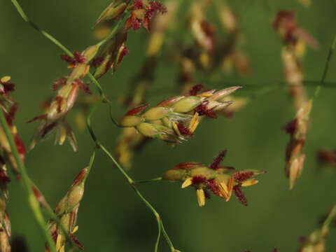 Sivun Sorghum propinquum (Kunth) Hitchc. kuva