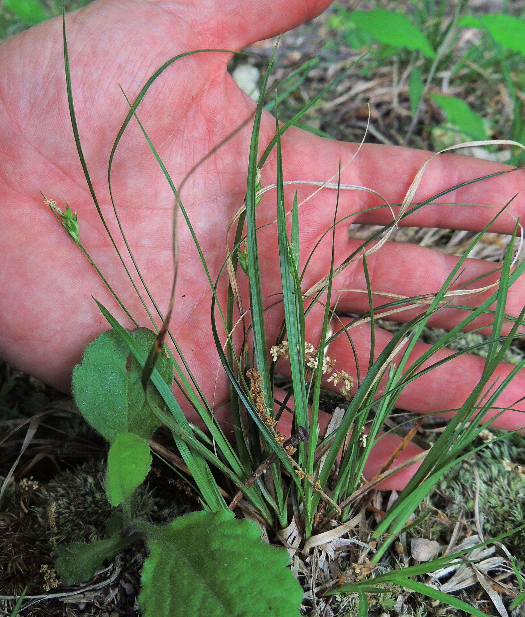 Image of Willdenow's sedge