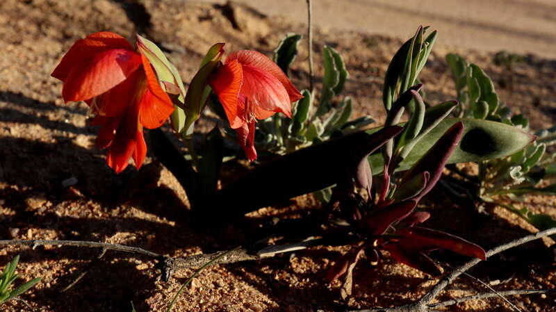 Image de Gladiolus equitans Thunb.