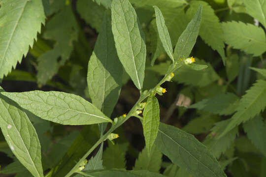 Carpesium abrotanoides L. resmi