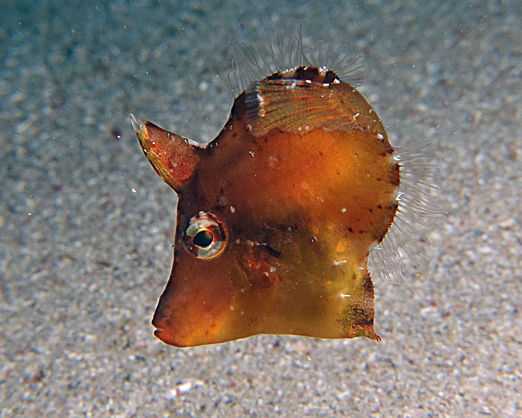 Image of Colurodontis