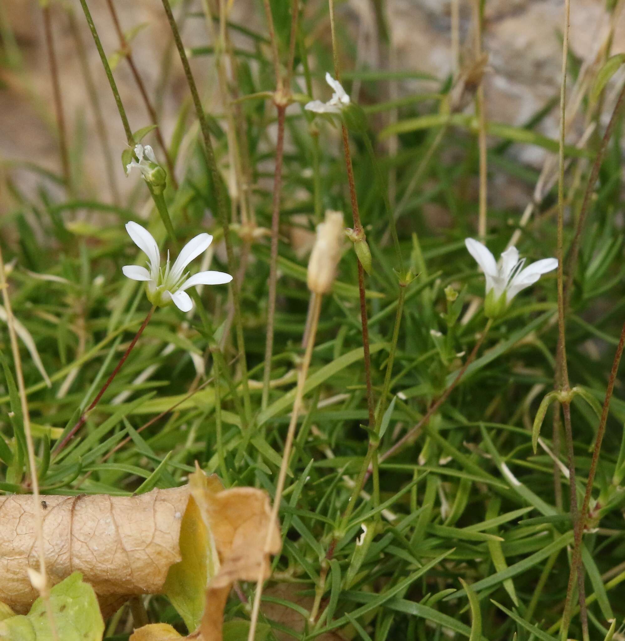 Imagem de Sabulina austriaca (Jacq.) Rchb.