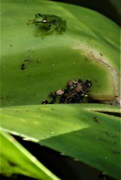 Image of Tsarafidy Madagascar Frog