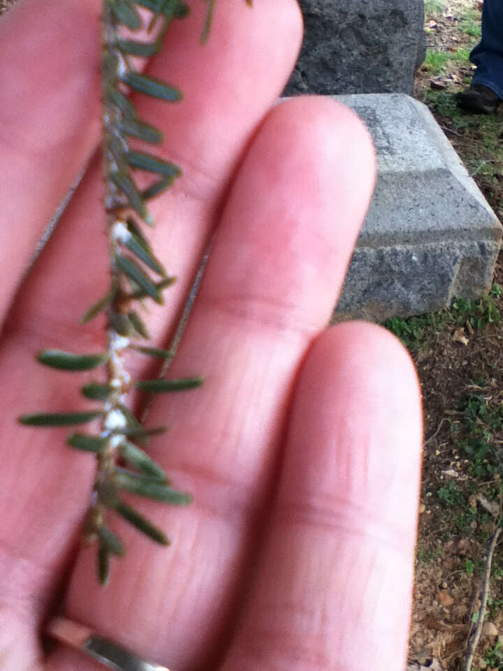 Image of Hemlock Woolly Adelgid