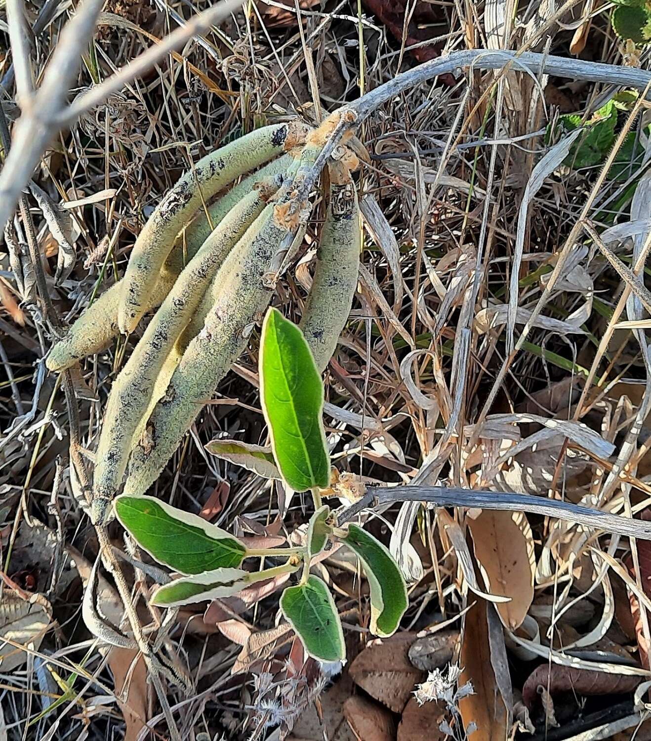 Image of Handroanthus coronatus (Proença & Farias) Farias