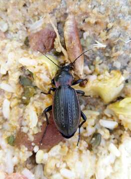 Image of Carabus (Macrothorax) morbillosus Fabricius 1792