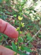 Image of smallfruit agrimony