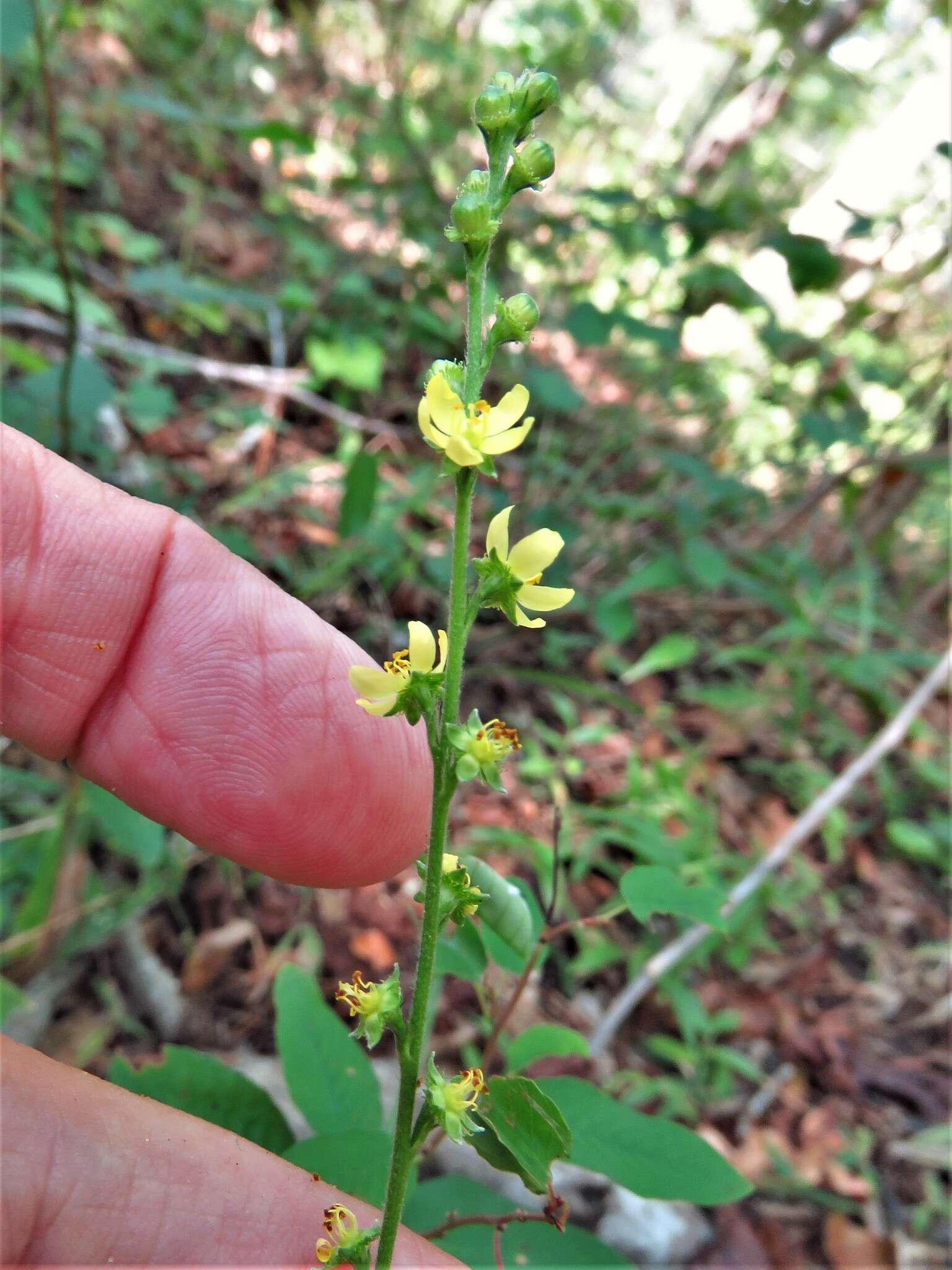 Imagem de Agrimonia microcarpa Wallr.