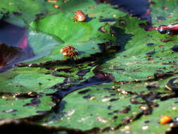 Image de <i>Galerucella nipponensis</i>