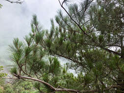 Image of Formosa Pine