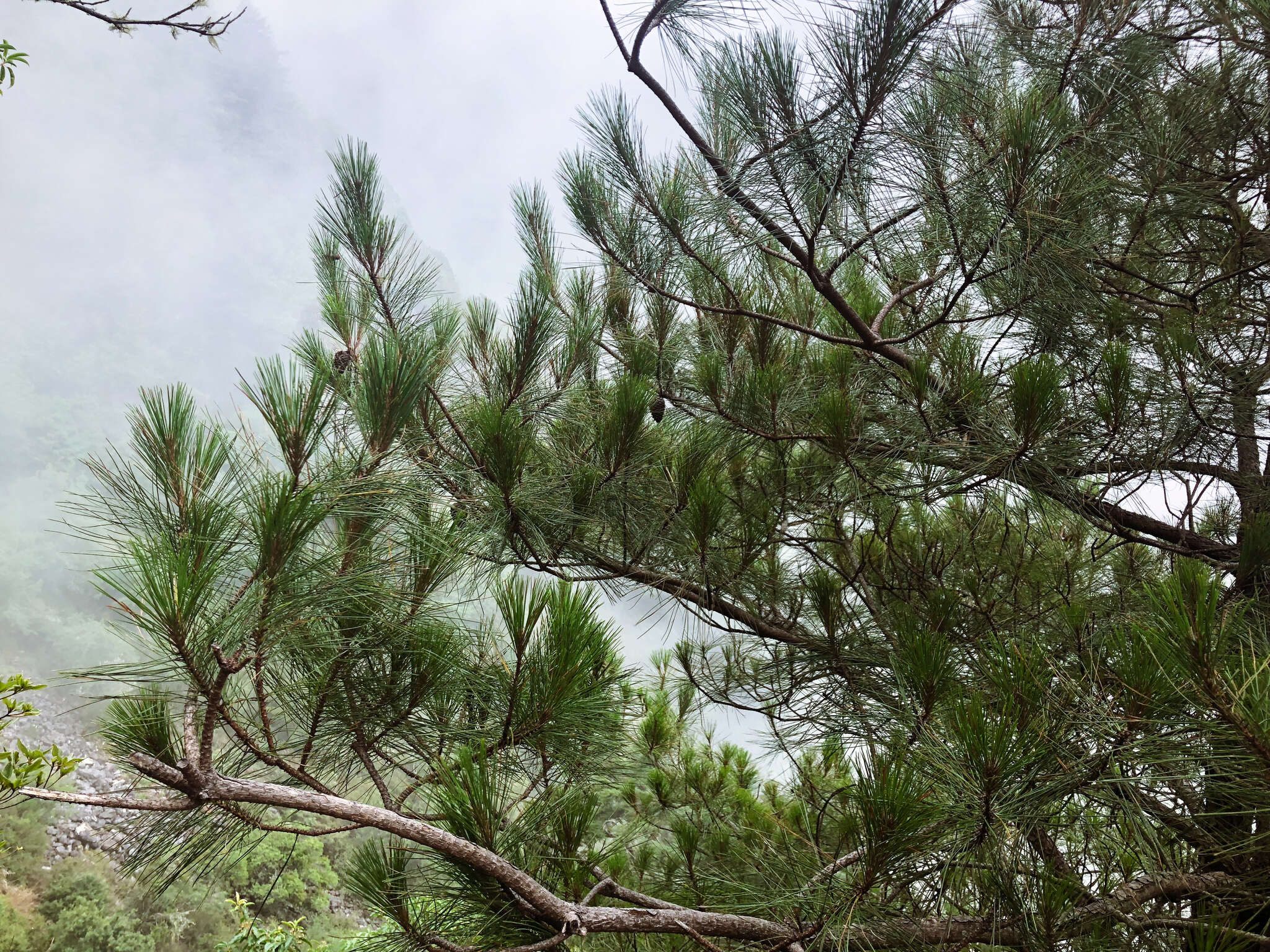 Image of Formosa Pine