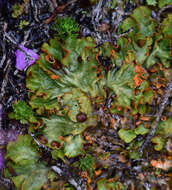 Image of chocolate chip lichen