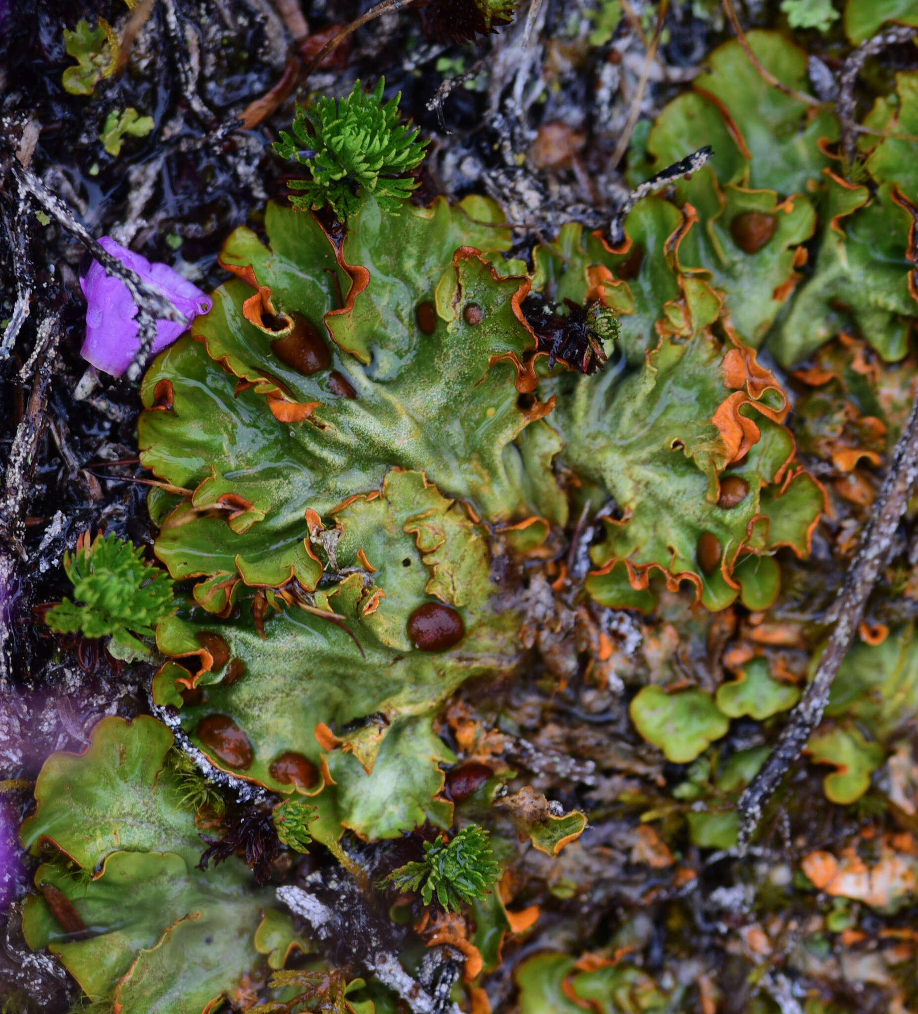 Image of chocolate chip lichen