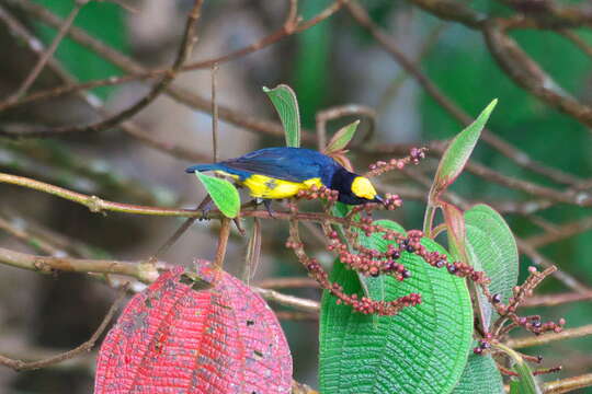 Image of Orange-bellied Euphonia