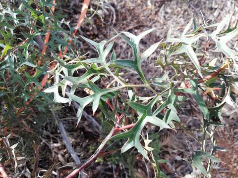 Image of <i>Grevillea <i>synapheae</i></i> subsp. synapheae