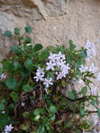 Image of Valeriana longiflora Willk.