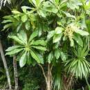 Meryta angustifolia (Endl.) Seem. resmi