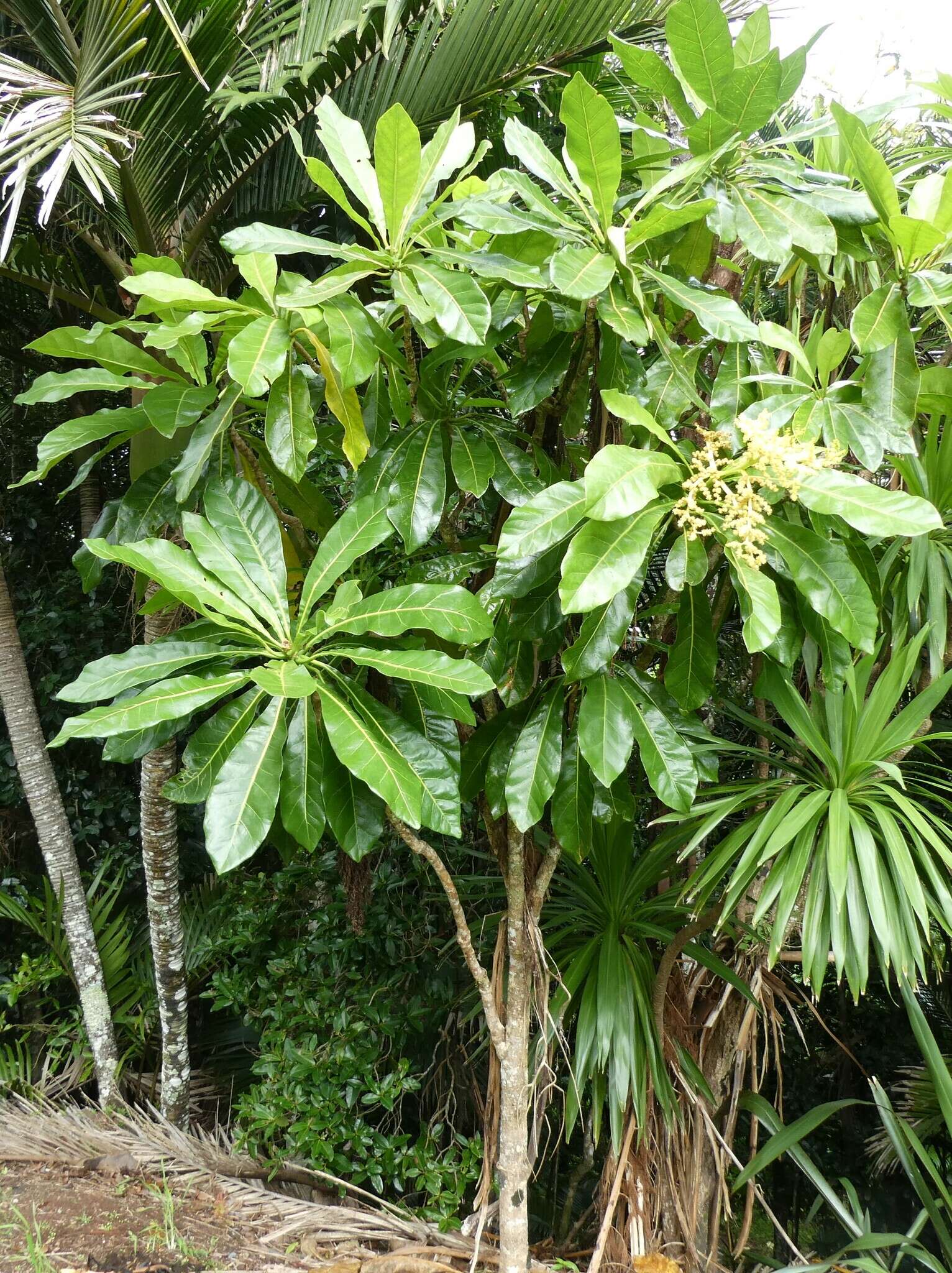 Meryta angustifolia (Endl.) Seem. resmi