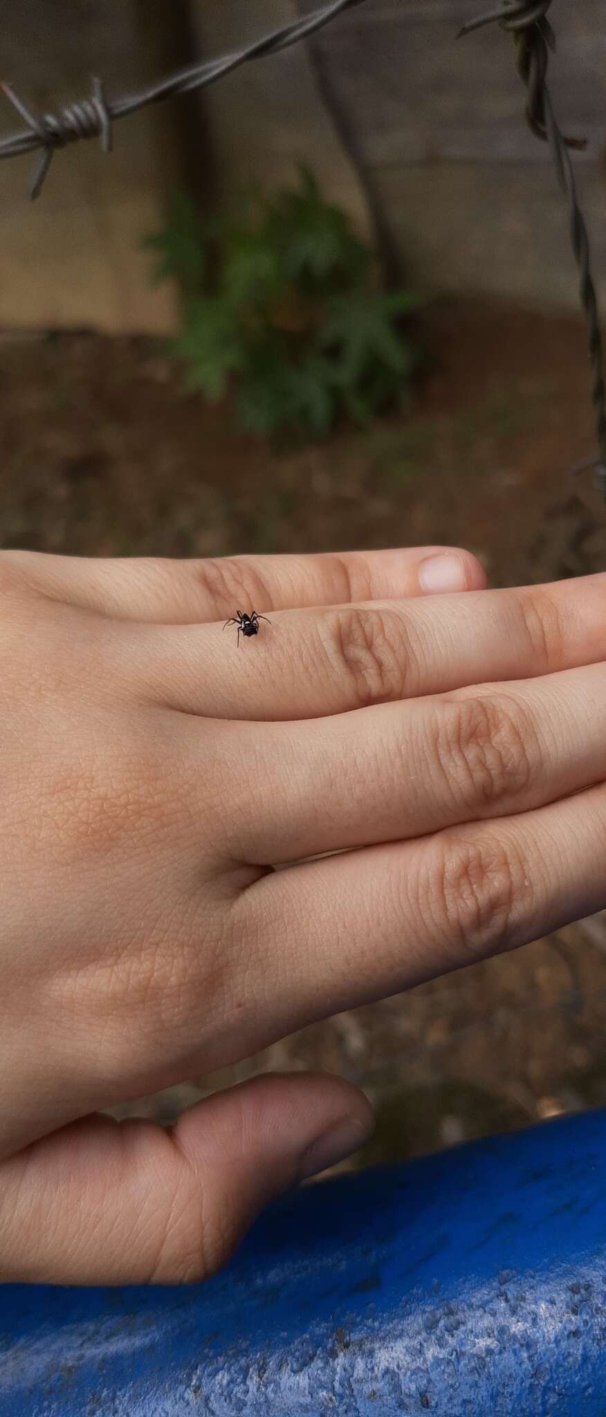 Image of Micrathena schenkeli Mello-Leitão 1939