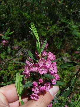 Kalmia angustifolia subsp. carolina (Small) A. Haines的圖片