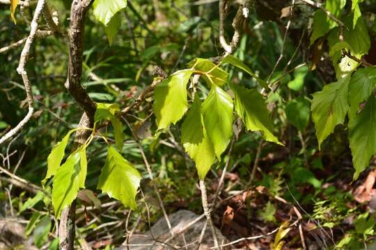 Image of Pittocaulon velatum (Greenm.) H. Rob. & Brettell