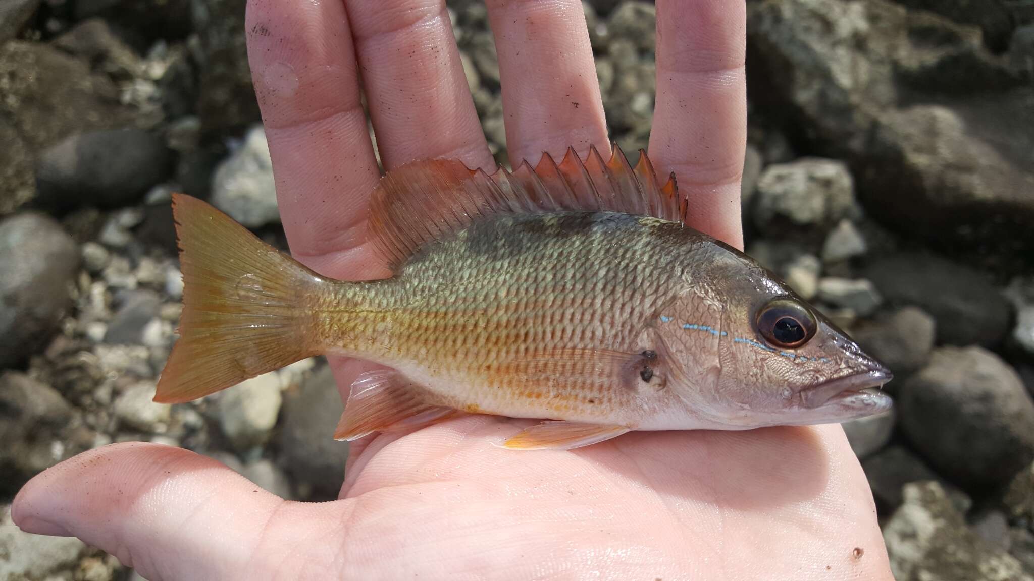 Image of Amarillo snapper