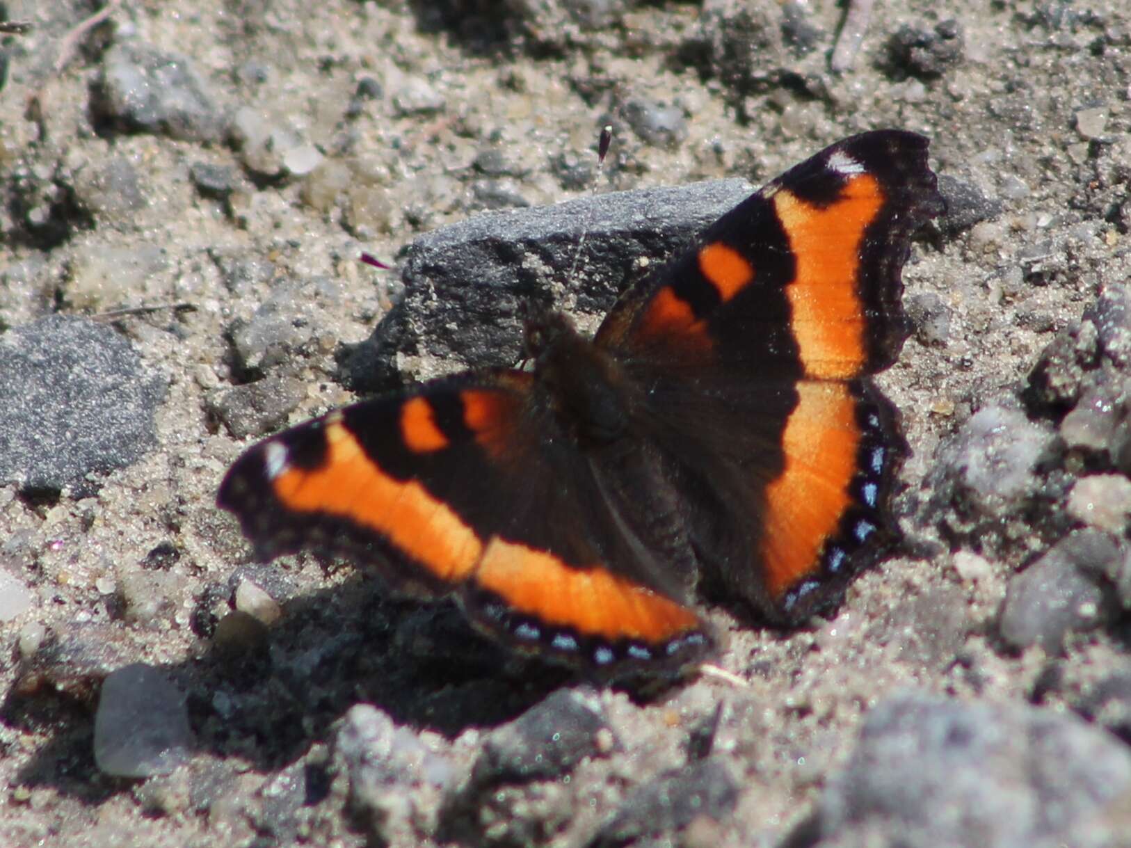 Image of Milbert's Tortoiseshell