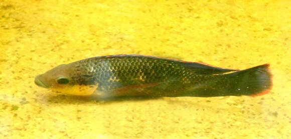 Image of Mozambique Tilapia