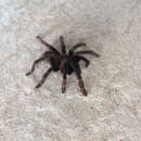 Image of Kalimantan Tarantula