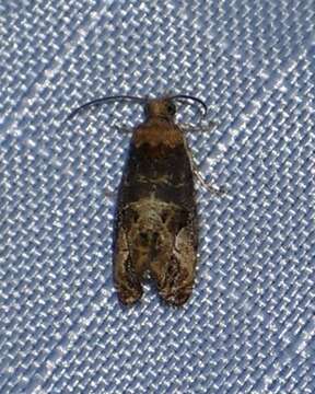 Image of Grape Berry Moth