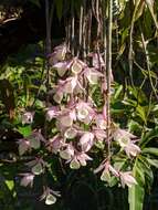 Image of Hooded orchid