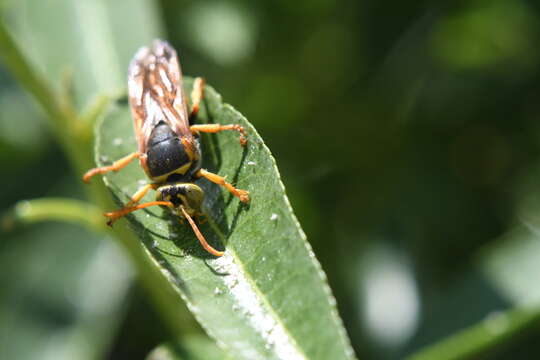 Image of Brighton Wainscot