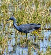 Image of Slaty Egret