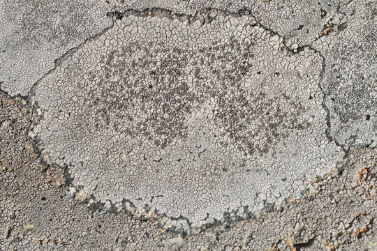 Image of alpine bellemerea lichen