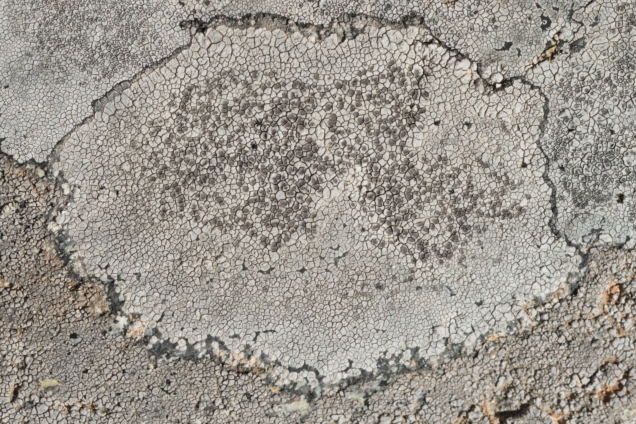 Image of alpine bellemerea lichen