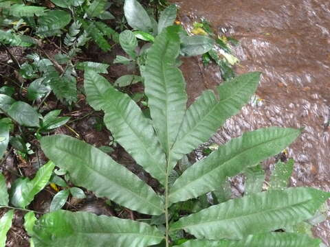 Bolbitis auriculata (Lam.) Alston resmi