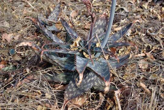 Image of Aloe monteiroi Baker