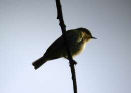 Image of Iberian Chiffchaff