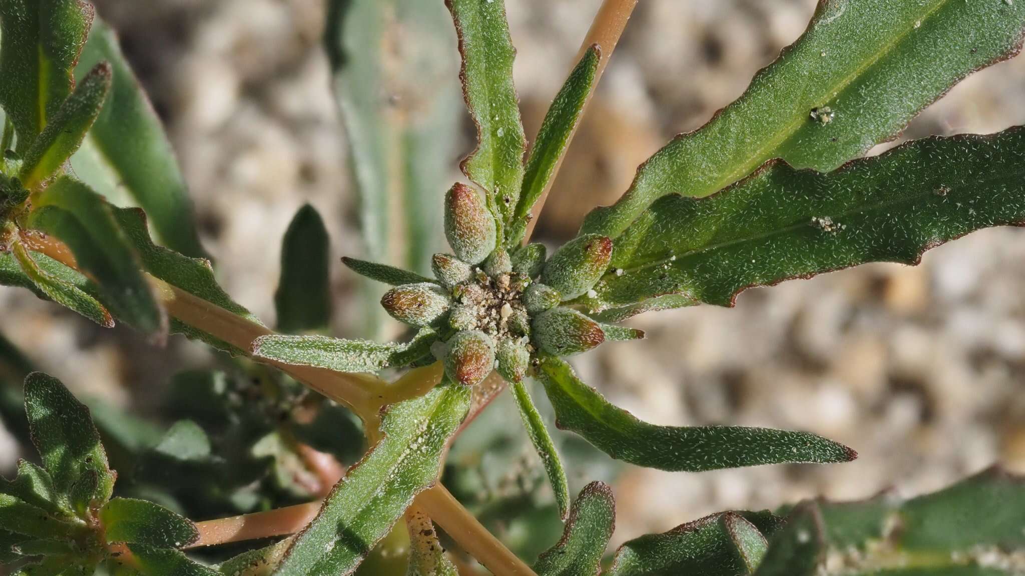 Image of narrowleaf suncup