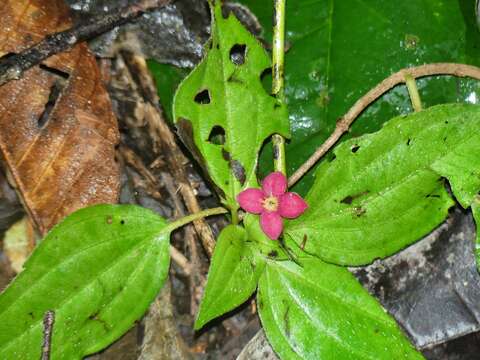 Image de Manettia coccinea (Aubl.) Willd.