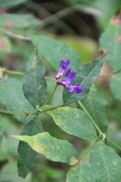 Imagem de Vicia venosa (Link) Maxim.