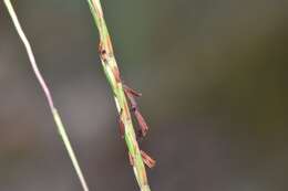 Schizachyrium scoparium subsp. divergens (Hack.) Gandhi & Smeins resmi