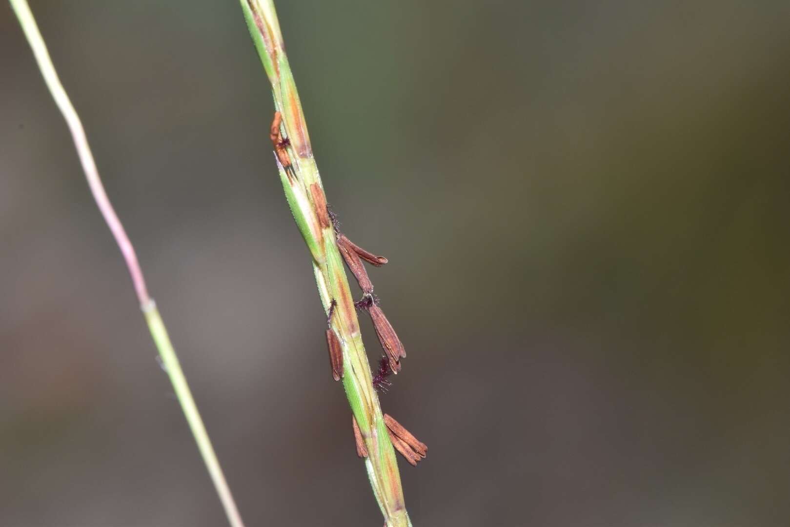 Schizachyrium scoparium subsp. divergens (Hack.) Gandhi & Smeins resmi