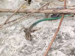 Image of Pholidoscelis wetmorei Stejneger 1913