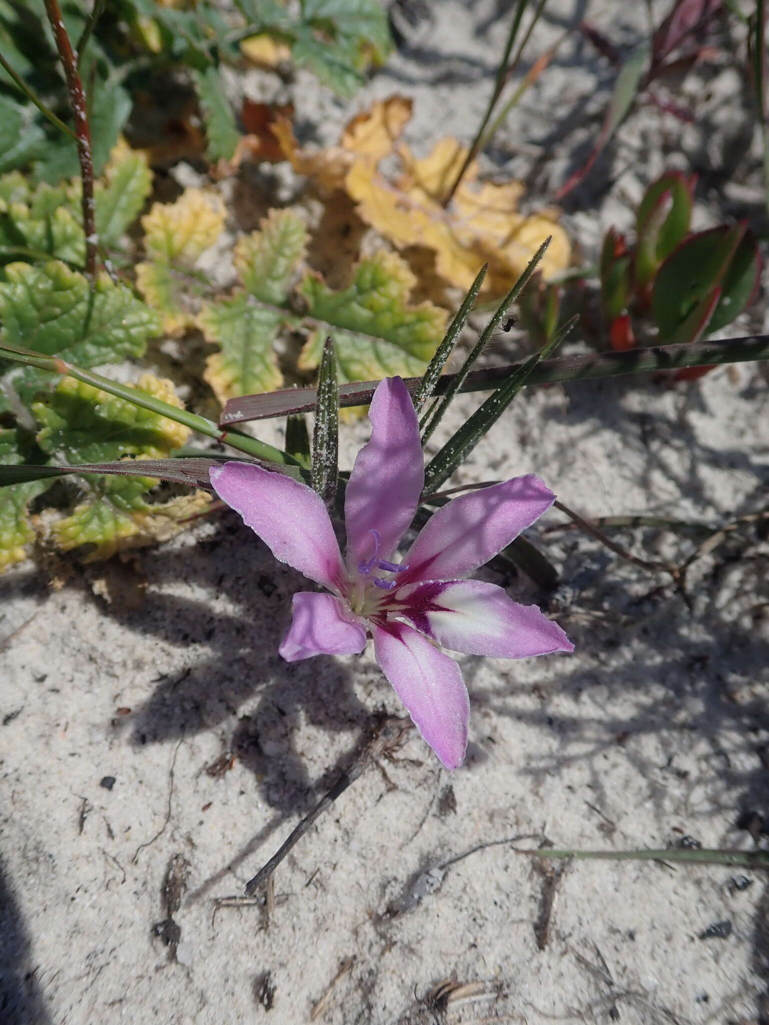 Image of Babiana nana subsp. maculata (Klatt) Goldblatt & J. C. Manning