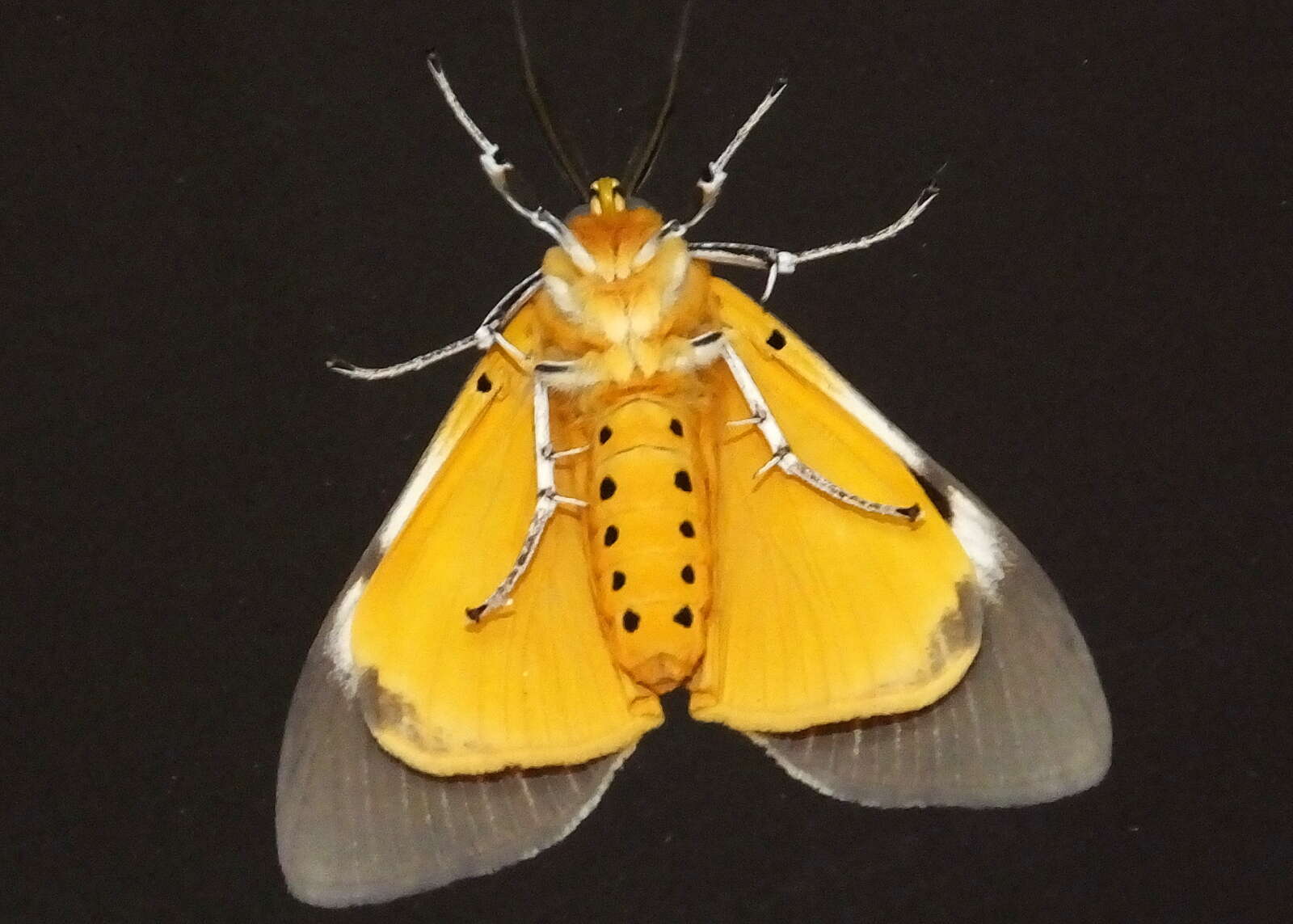 Image of Asota speciosa Drury 1773