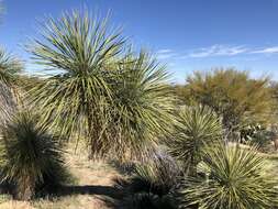 Image of Yucca elata var. elata