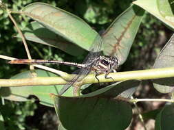 Image of Aphylla distinguenda (Campion 1920)